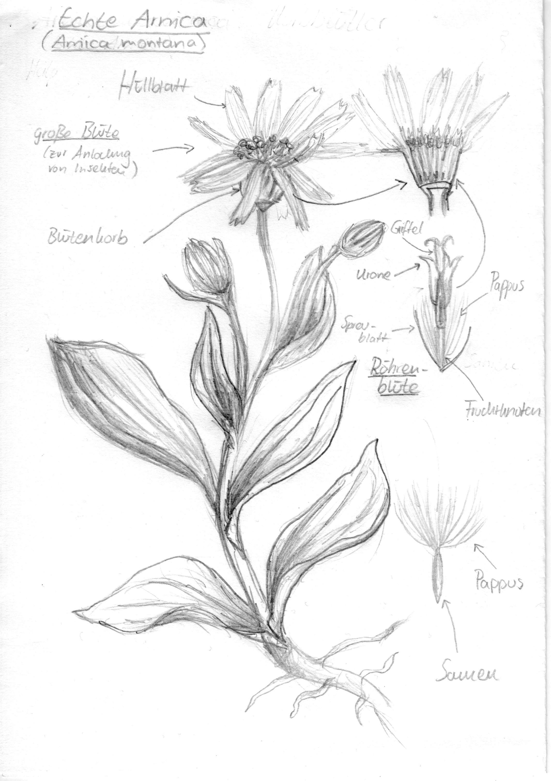 Zeichnung einer Arnica mit Beschriftung und Blüte