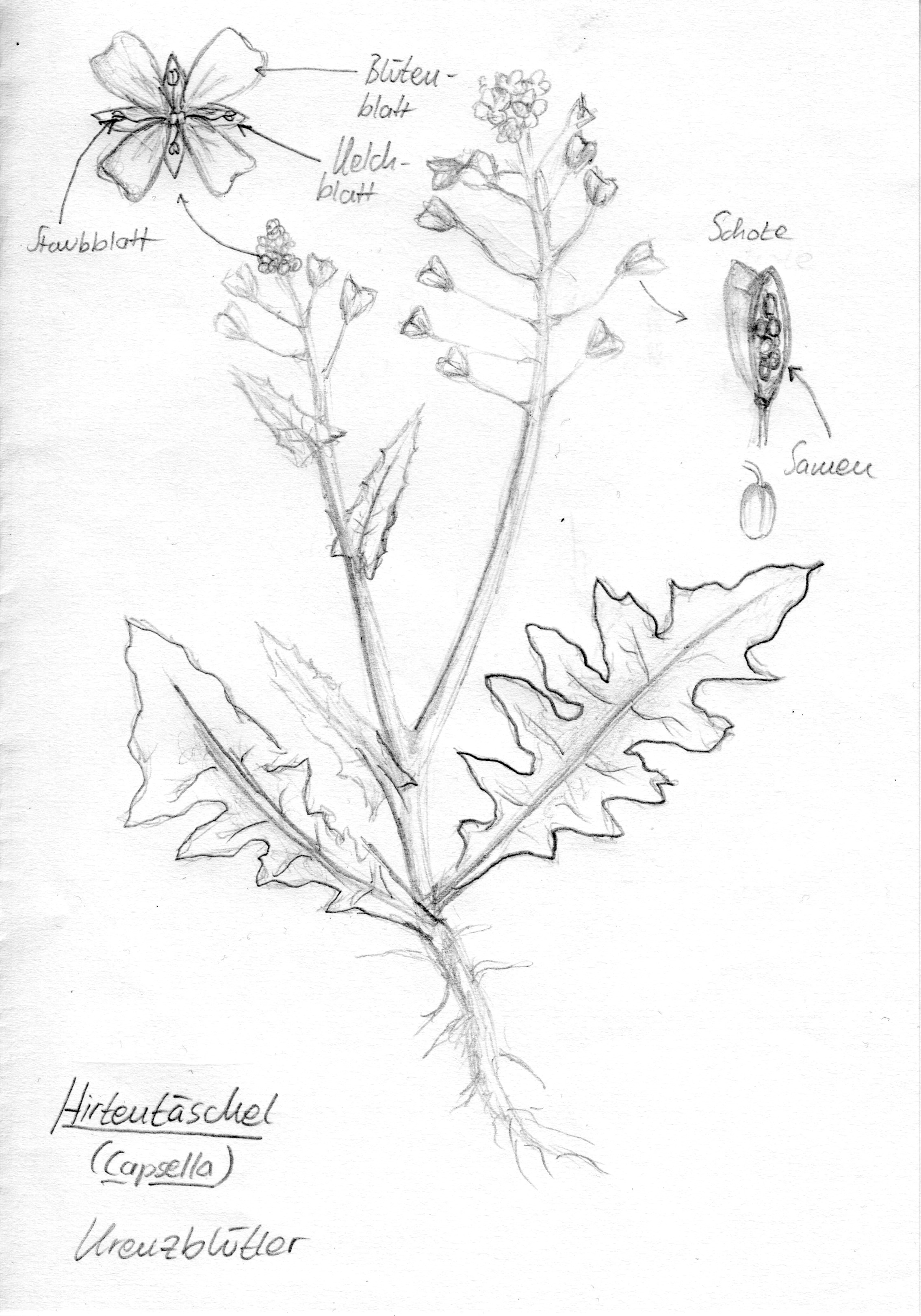 Detailgetreue Zeichnung einer Hirtentäschel Pflanze mit Beschriftung der Bestandteile